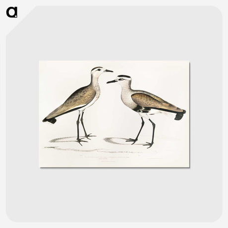 2-54_Indian-Zoology_postcard