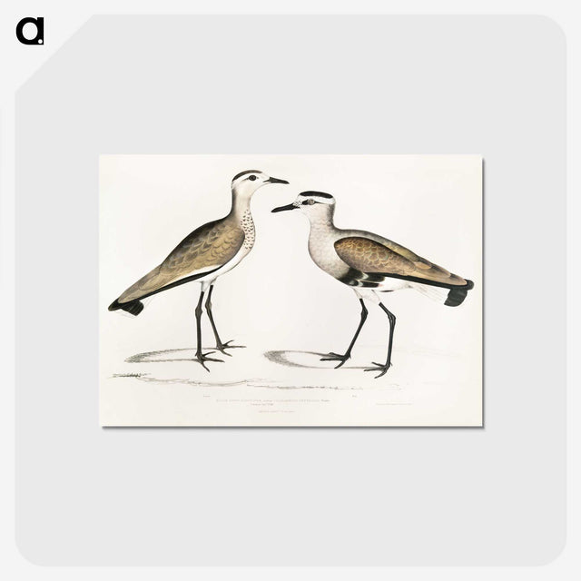 2-54_Indian-Zoology_postcard
