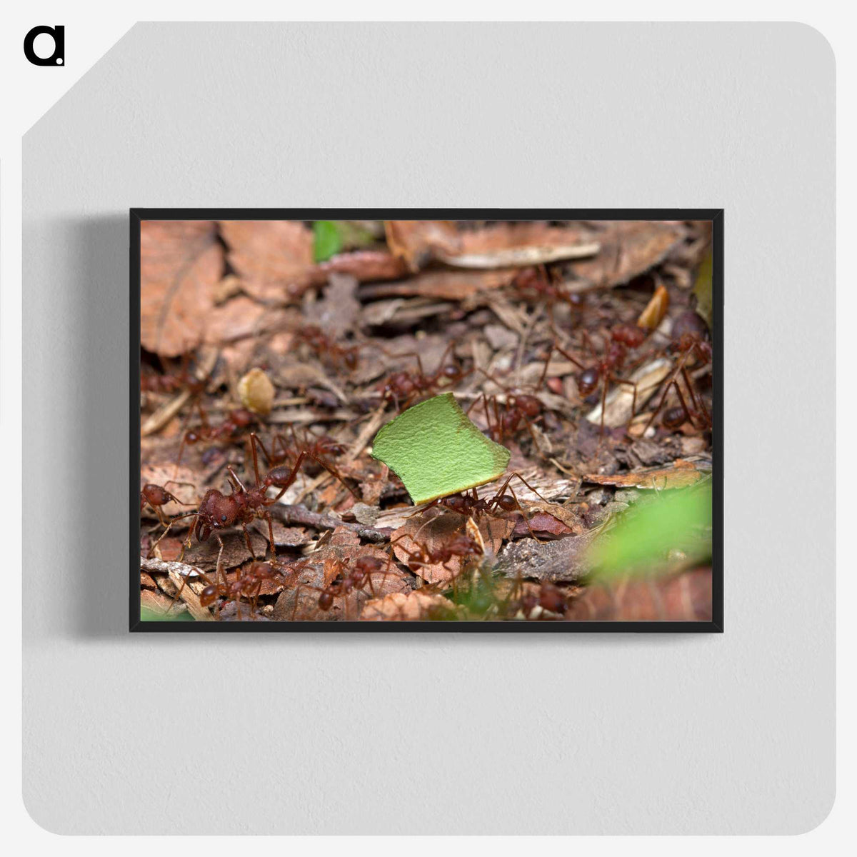 2-54_Insects-Unlocked-Project_blk-crop