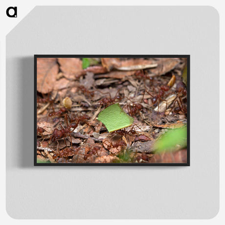 2-54_Insects-Unlocked-Project_blk-crop