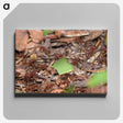 2-54_Insects-Unlocked-Project_canvas