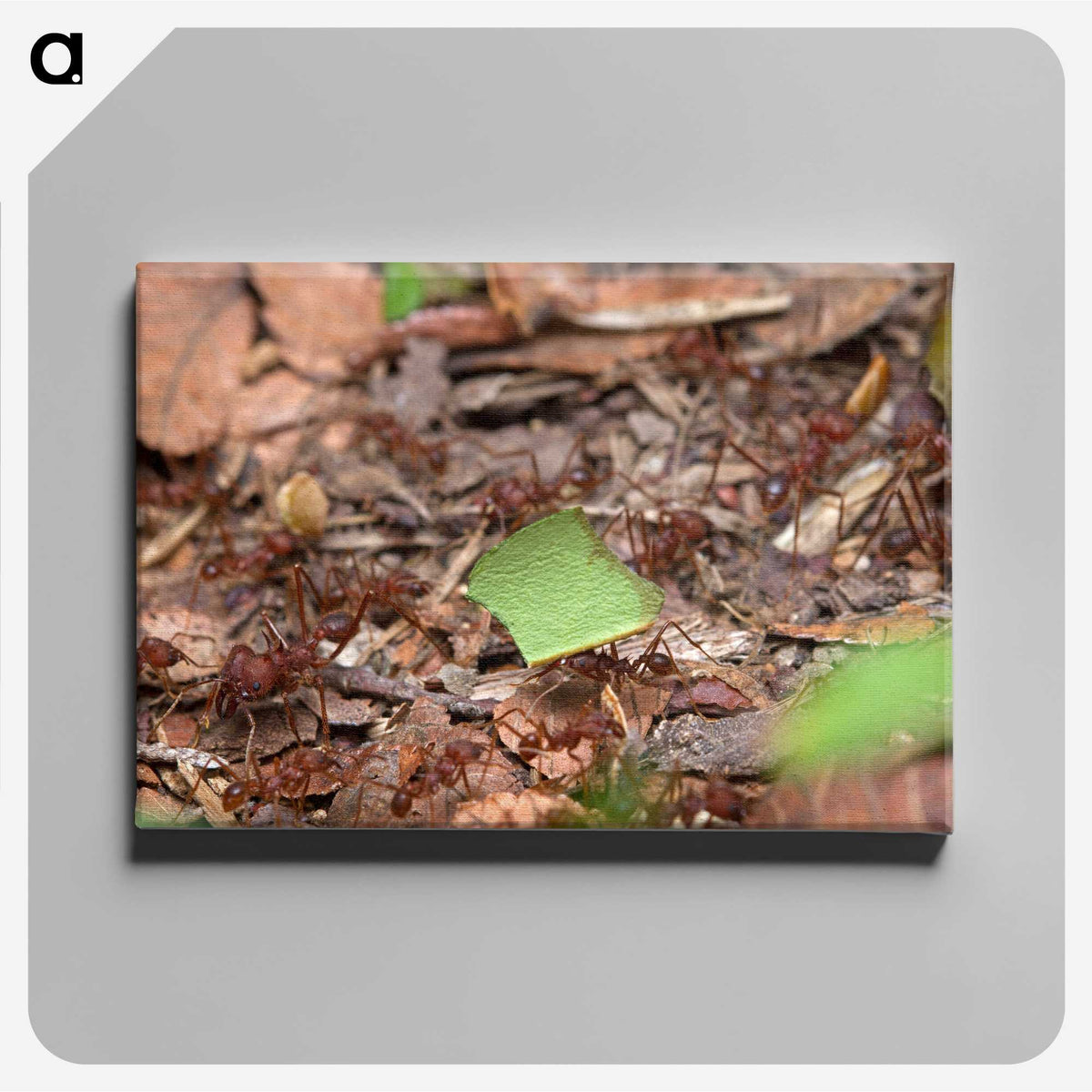 2-54_Insects-Unlocked-Project_canvas