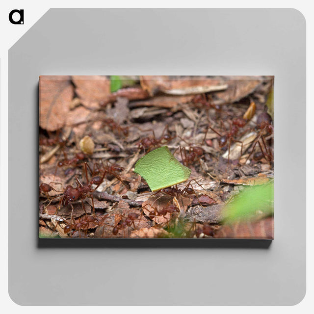 2-54_Insects-Unlocked-Project_canvas