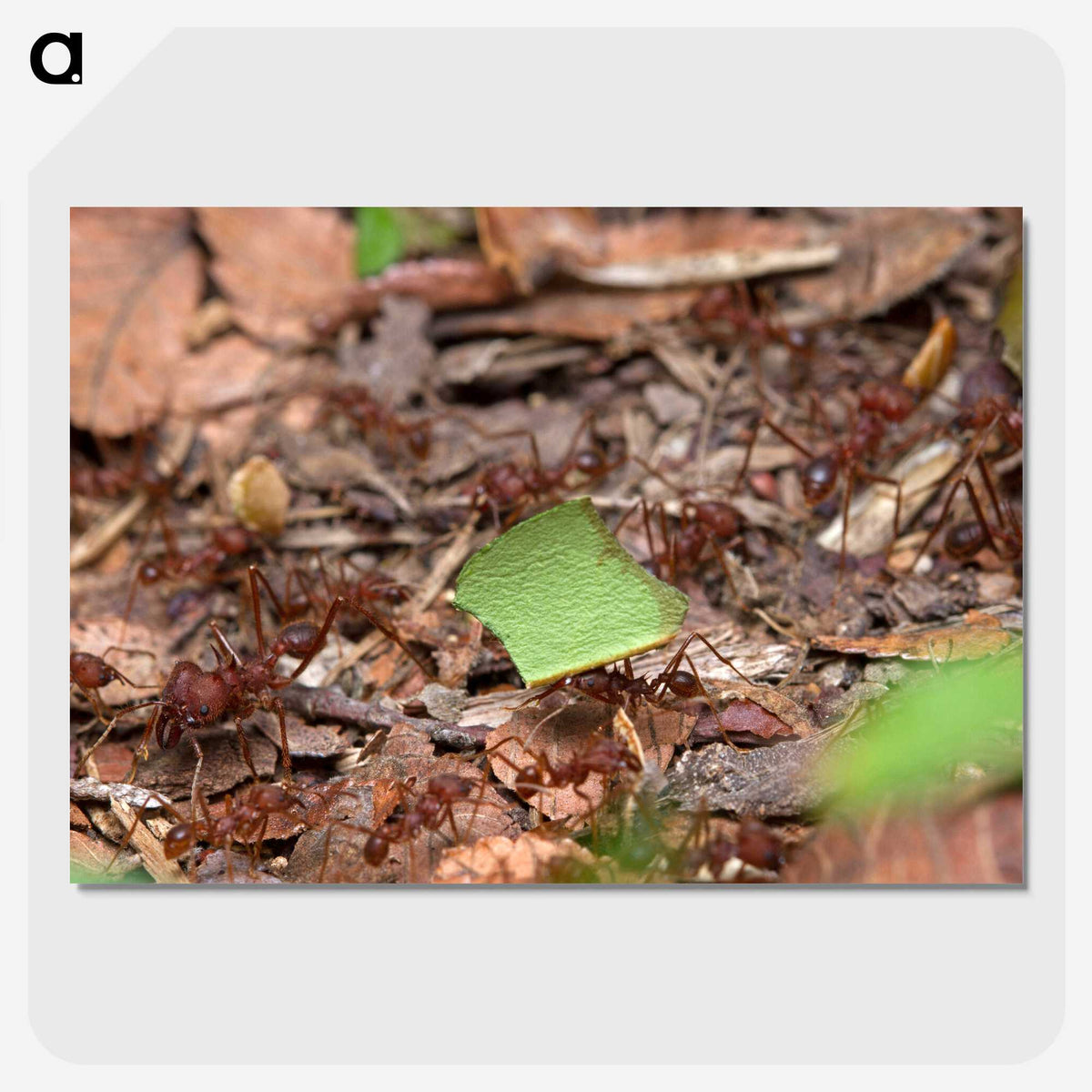 2-54_Insects-Unlocked-Project_picture-crop