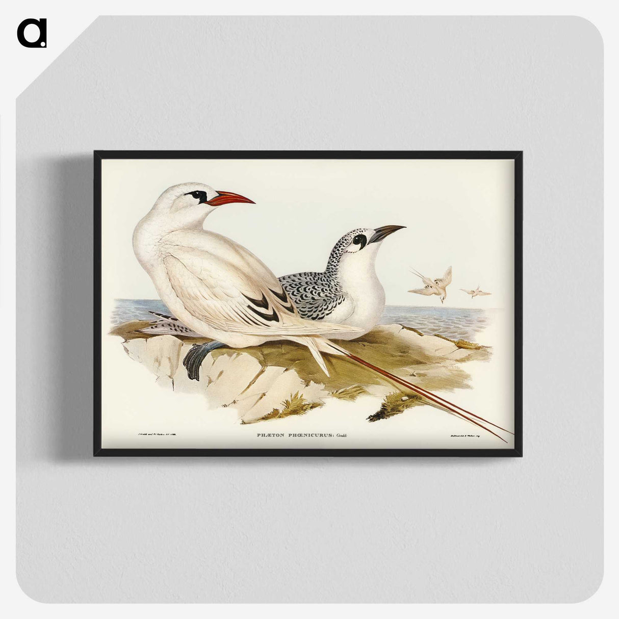 2-54_John-Gould_blk-crop