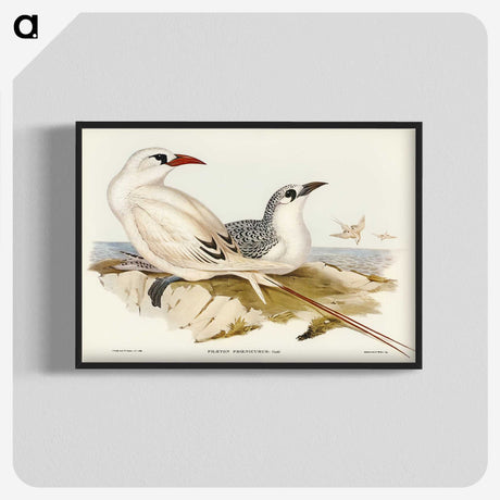2-54_John-Gould_blk-crop