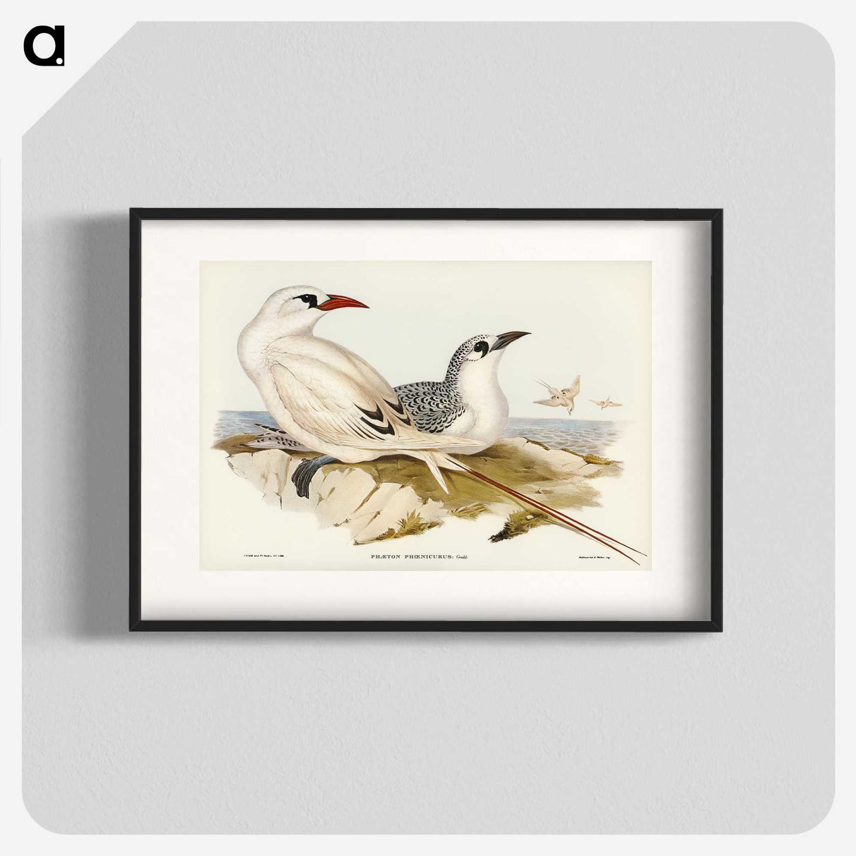 2-54_John-Gould_blk