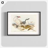 2-54_John-Gould_blk