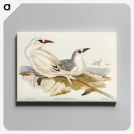 2-54_John-Gould_canvas