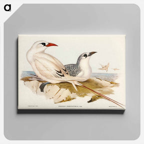 アートパネル-Red-tailed Tropic Bird
 - ジョン グールド Canvas.