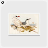 アートポストカード-Red-tailed Tropic Bird
 - ジョン グールド Postcard.