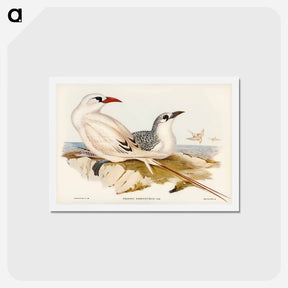 アートポストカード-Red-tailed Tropic Bird
 - ジョン グールド Postcard.
