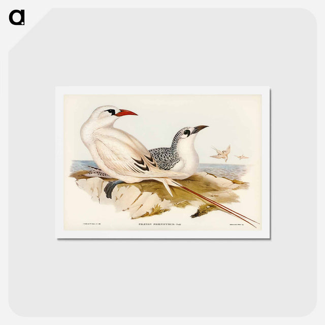 アートポストカード-Red-tailed Tropic Bird
 - ジョン グールド Postcard.
