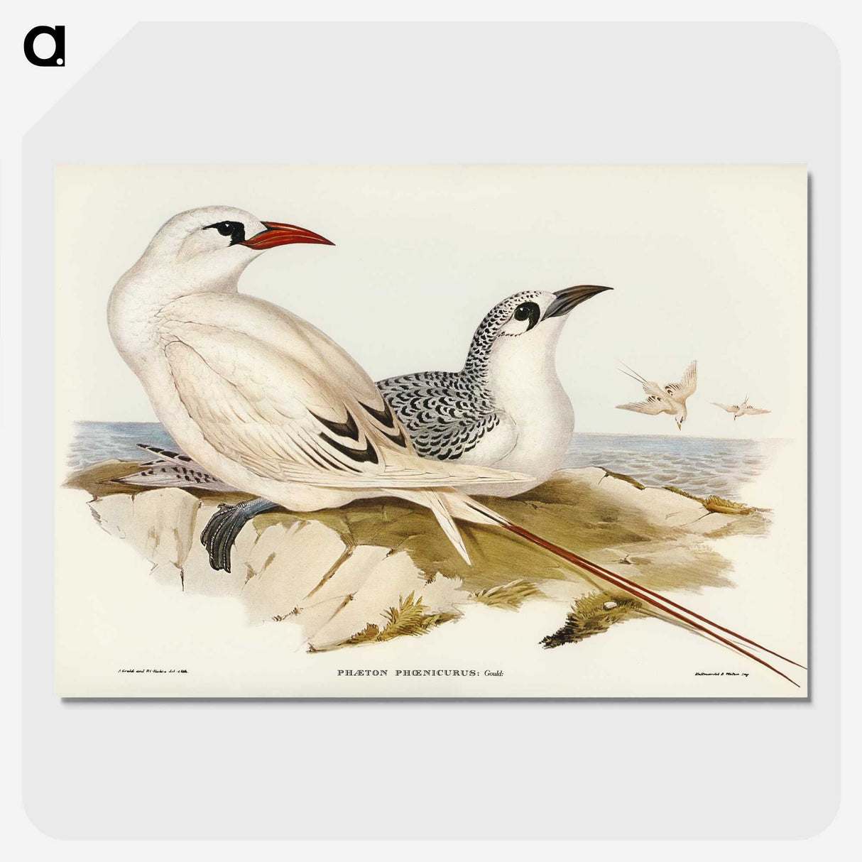 2-54_John-Gould_picture-crop