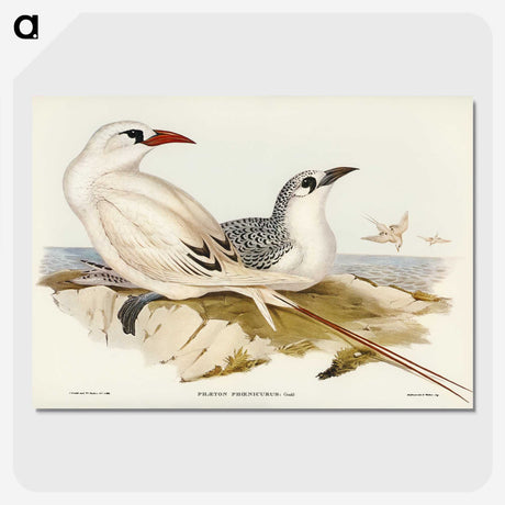 2-54_John-Gould_picture-crop