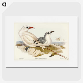 2-54_John-Gould_picture
