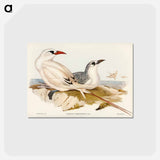 アートポストカード-Red-tailed Tropic Bird
 - ジョン グールド Postcard.