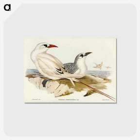 2-54_John-Gould_postcard