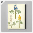 2-54_Maria-Sibylla-Merian_canvas