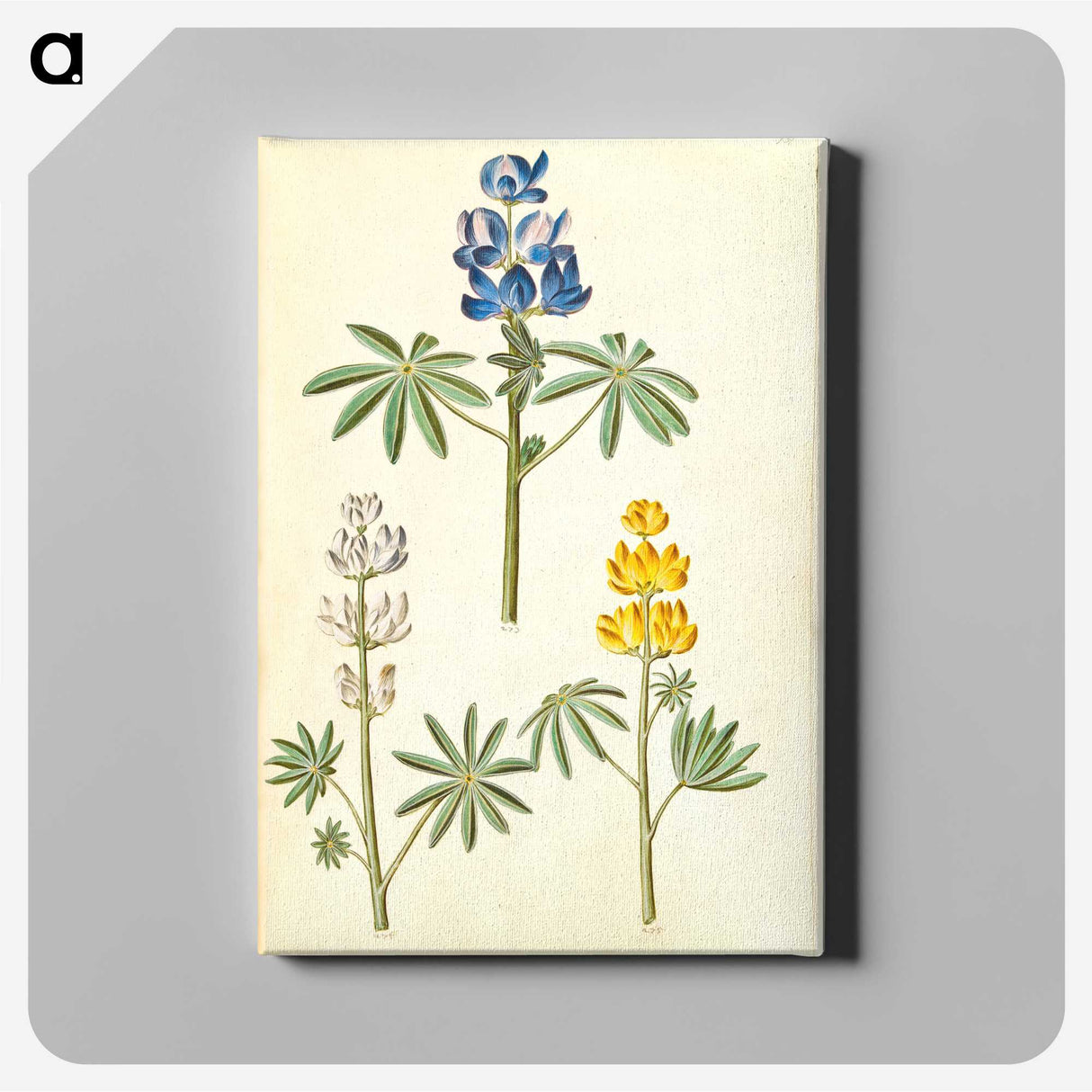2-54_Maria-Sibylla-Merian_canvas