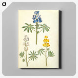 2-54_Maria-Sibylla-Merian_canvas