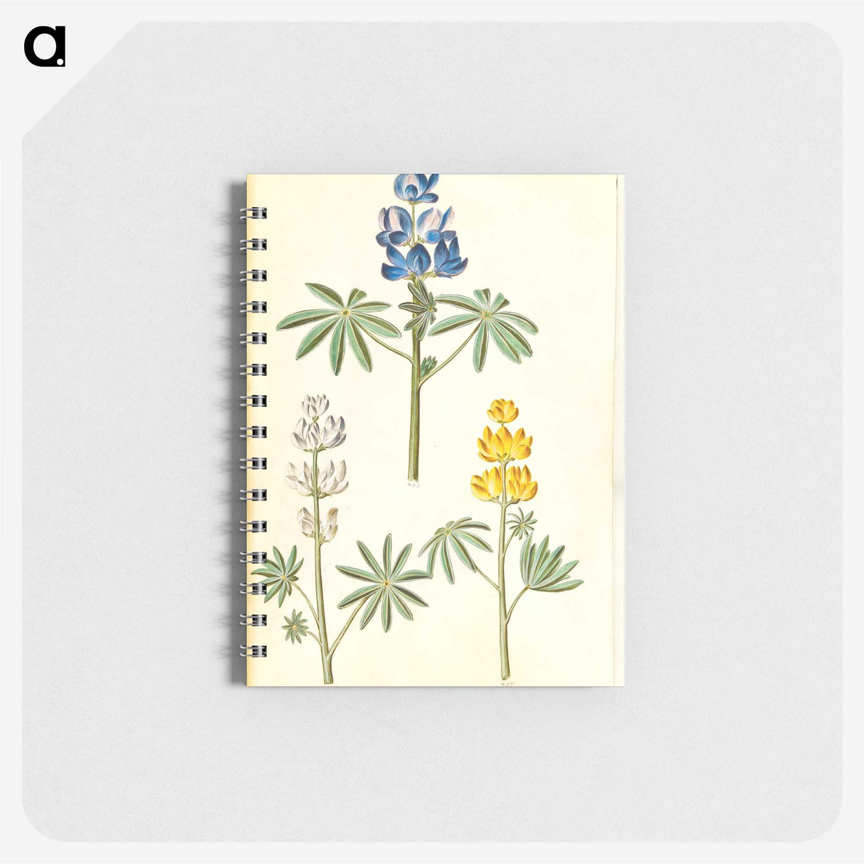 2-54_Maria-Sibylla-Merian_memo