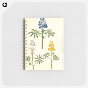 2-54_Maria-Sibylla-Merian_memo