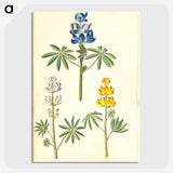2-54_Maria-Sibylla-Merian_picture-crop