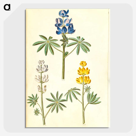 2-54_Maria-Sibylla-Merian_picture-crop
