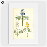 2-54_Maria-Sibylla-Merian_picture