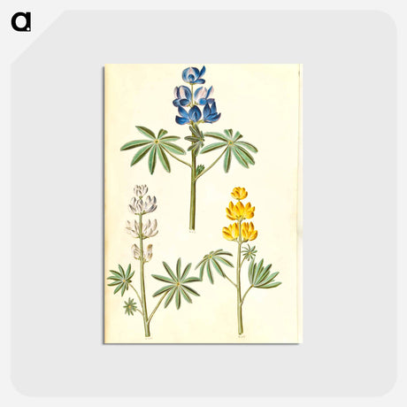 アートポストカード-Lupinus
 - マリア ジビーラ メーリアン Postcard.
