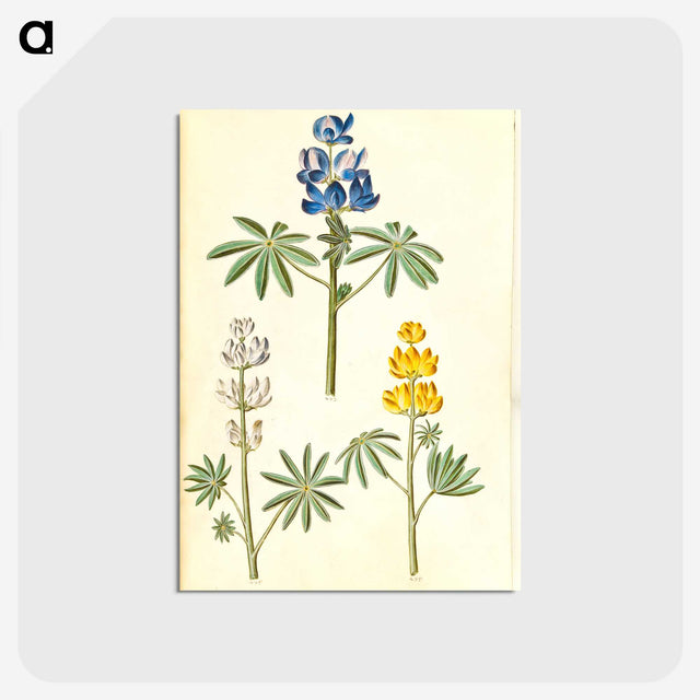2-54_Maria-Sibylla-Merian_postcard