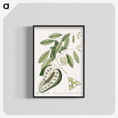 2-54_Mark-Catesby_blk-crop