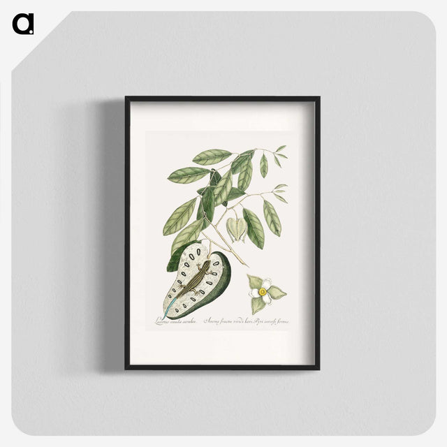 2-54_Mark-Catesby_blk