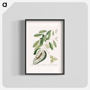 アートポスター-Blue Tail Lizard
 - マーク ケイツビー Poster.