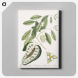 2-54_Mark-Catesby_canvas