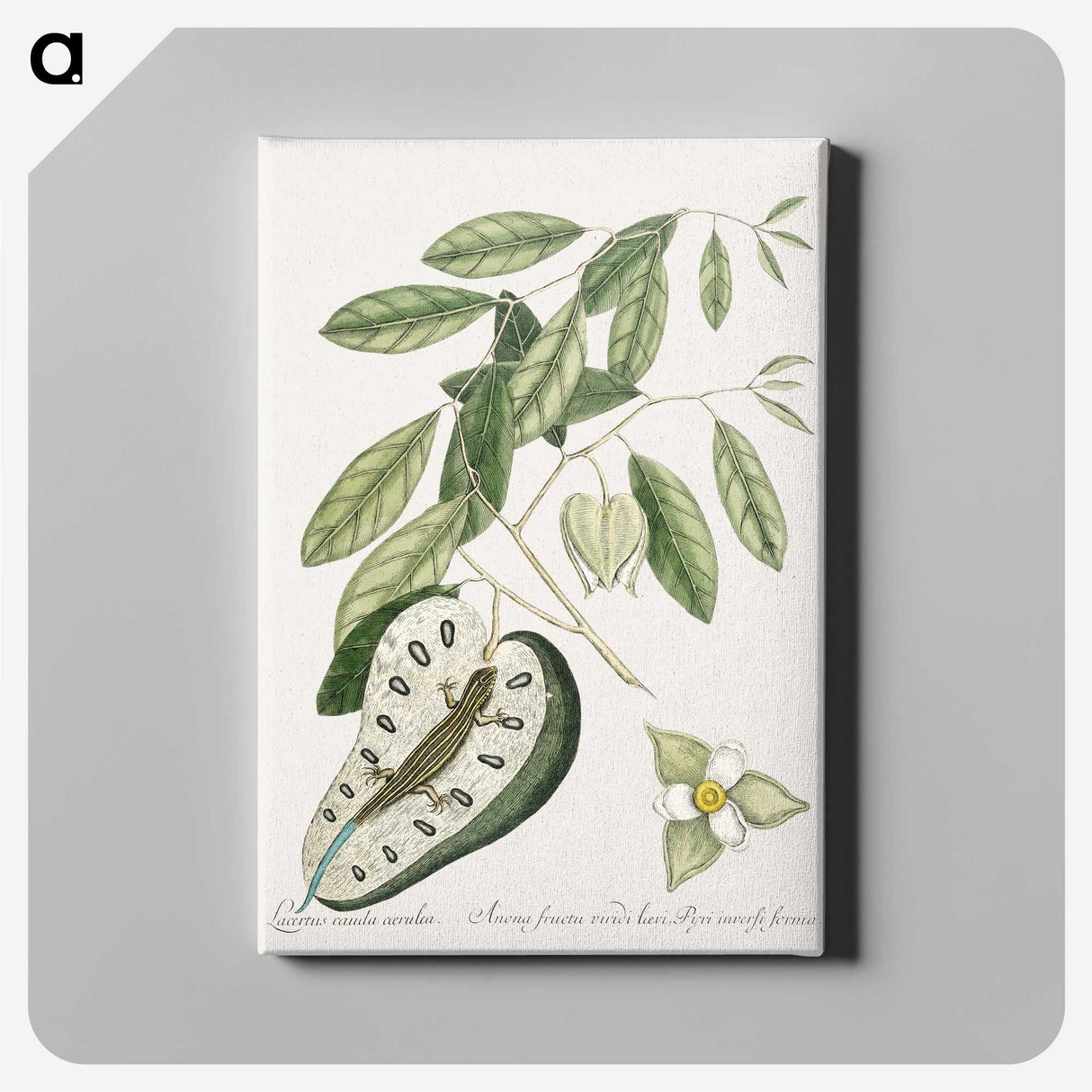 2-54_Mark-Catesby_canvas