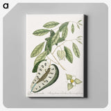 2-54_Mark-Catesby_canvas
