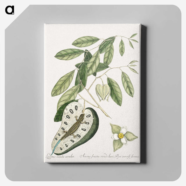 2-54_Mark-Catesby_canvas