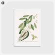 アートポストカード-Blue Tail Lizard
 - マーク ケイツビー Postcard.