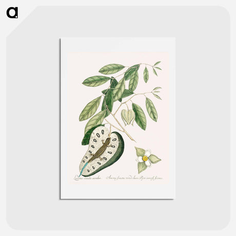 アートポストカード-Blue Tail Lizard
 - マーク ケイツビー Postcard.