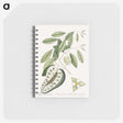 2-54_Mark-Catesby_memo