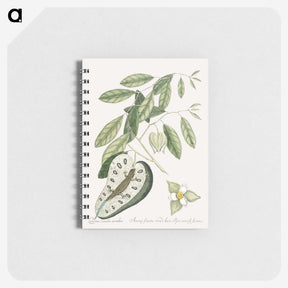 2-54_Mark-Catesby_memo