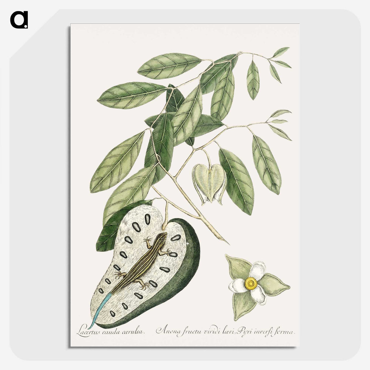 2-54_Mark-Catesby_picture-crop