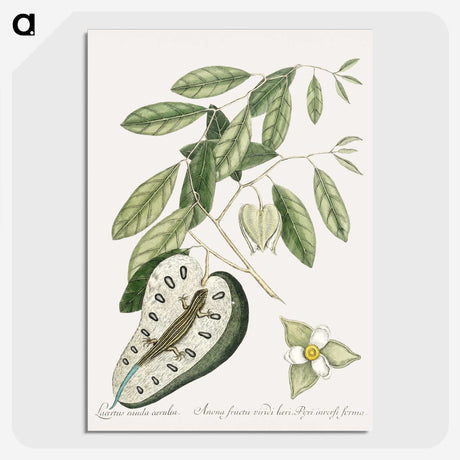 2-54_Mark-Catesby_picture-crop