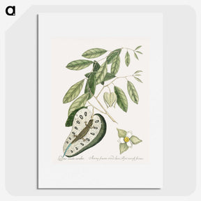 2-54_Mark-Catesby_picture