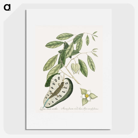 2-54_Mark-Catesby_picture