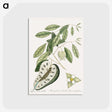 2-54_Mark-Catesby_postcard