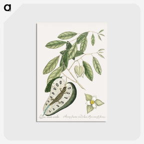 2-54_Mark-Catesby_postcard