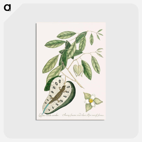 アートポストカード-Blue Tail Lizard
 - マーク ケイツビー Postcard.